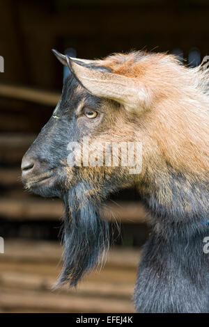 Zicklein - Capra Aegagrus hircus Stockfoto