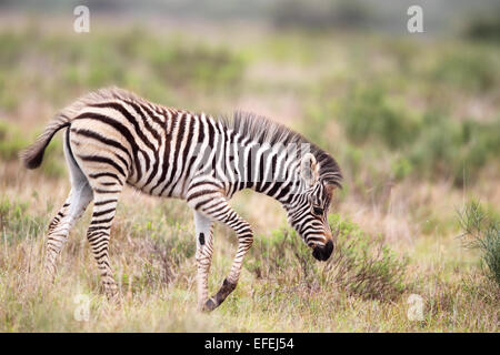 Fohlen von einer Ebenen Zebra (Equus Quagga) in Amakhala Game Reserve, Eastern Cape, Südafrika. Stockfoto