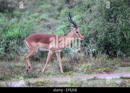 Männlichen Impala (Aepyceros Melampus) in Amakhala Game Reserve, Eastern Cape, Südafrika. Stockfoto