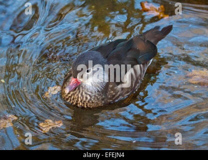 Weibliche Mandarinente (Aix Galericulata) Stockfoto