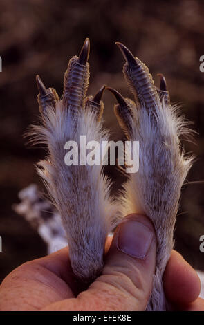 Die Füße von einem Sharp-tailed Grouse (Tympanuchus Phasianellus) während der Jagd auf die Prärie in der Nähe von Pierre, South Dakota Stockfoto