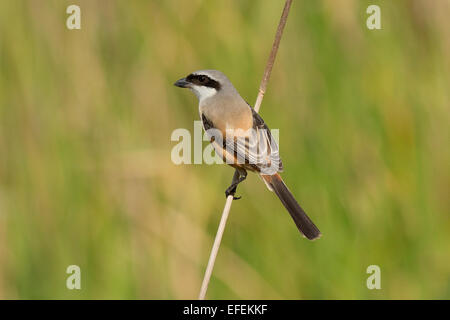 Long-tailed Würger oder rufous-backed Würger (Lanius Schach) Stockfoto