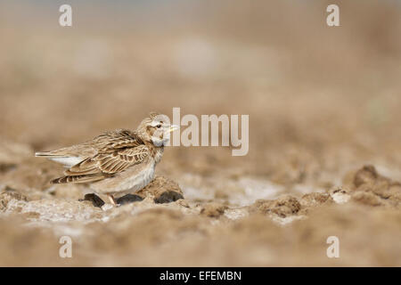 Bimaculated Lerche (Melanocorypha Bimaculata) Stockfoto