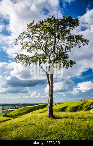 Ein einsamer Buche (Fagus) auf Roundway Hügel in der Nähe von Devizes in Wiltshire. Stockfoto