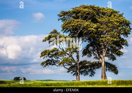 Der Blick in Richtung Morgan Hill von Roundway Hill und der Eisenzeit Burgstätte von Olivers Castle in der Nähe von Devizes in Wiltshire. Stockfoto