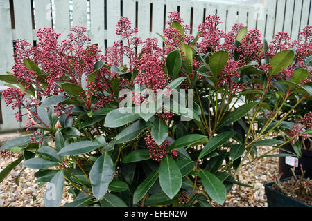 Skimmia japonica 'Rubella' immergrüne Strauch Nahaufnahme Stockfoto