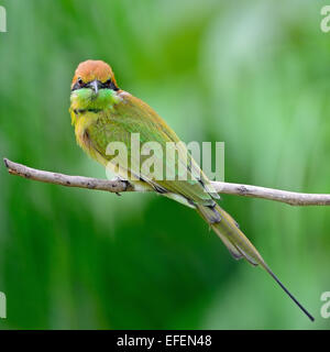 Schöne kleine grüne Bienenfresser Vogel (Merops Orientalis), ruht auf einem Hochsitz, hintere Profil Stockfoto