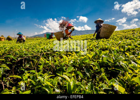 Teepflücker arbeiten auf der Malabar-Teeplantage in Pangalengan (Pengalengan), Bandung, West-Java, Indonesien. Stockfoto