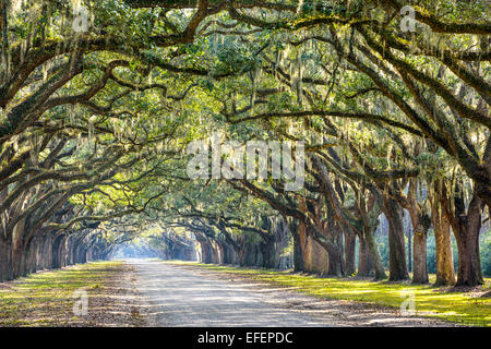 Savannah, Georgia, USA Eiche, von Bäumen gesäumten Straße im historischen Wormsloe Plantage. Stockfoto