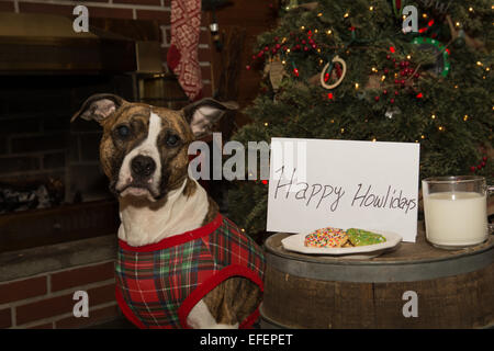 Warten auf Santa Hund Stockfoto