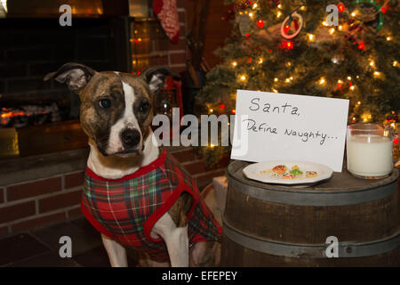 Warten auf Santa Hund Stockfoto