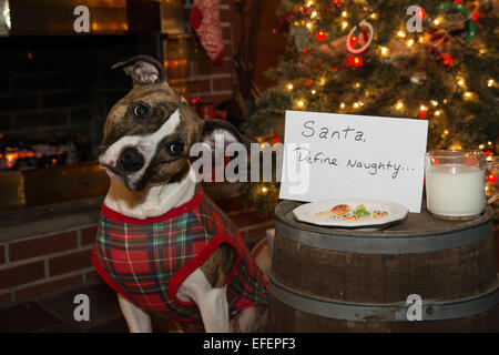 Warten auf Santa Hund Stockfoto