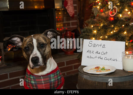 Warten auf Santa Hund Stockfoto