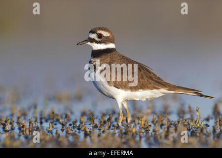 Killdeer - Charadrius vociferus Stockfoto