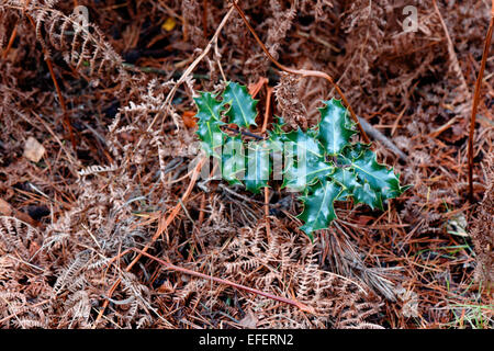 Holly über Farne in einem englischen Wald, Surrey Landschaft Stockfoto