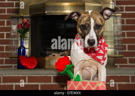 Valentinstag Hund Stockfoto