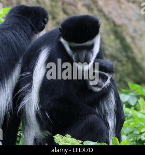 Nahaufnahme eines afrikanischen Jaguaren Guereza oder (östliche schwarz/weiß) Colobus Affen (Colobus Guereza) Stockfoto