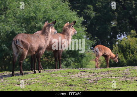 Zwei weibliche Defassa Wasserböcke (Kobus Ellipsiprymnus Defassa) mit einem Baby-Kalb Stockfoto