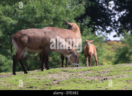 Zwei weibliche Defassa Wasserböcke (Kobus Ellipsiprymnus Defassa) mit einem Baby-Kalb Stockfoto