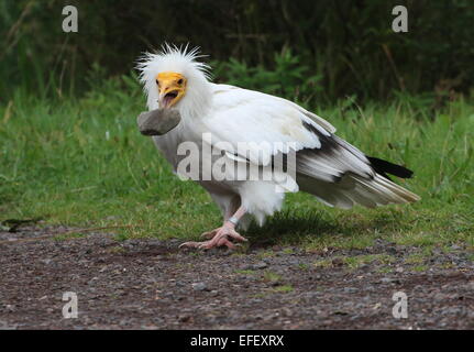 Ägyptische Scavenger Geier (Neophron Percnopterus) herum mit einem kleinen Felsen im Schnabel, zum Zeitpunkt der fallen zu lassen Stockfoto