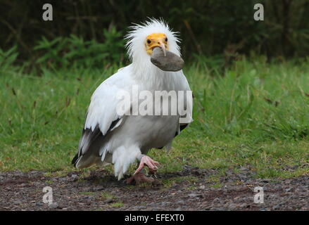 Ägyptischen weiße Scavenger Geier (Neophron Percnopterus) herum mit einem kleinen Felsen im Schnabel Stockfoto