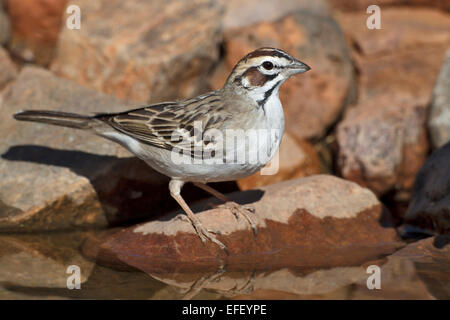 Lerche Spatz - Chondestes grammacus Stockfoto