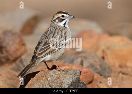 Lerche Spatz - Chondestes grammacus Stockfoto