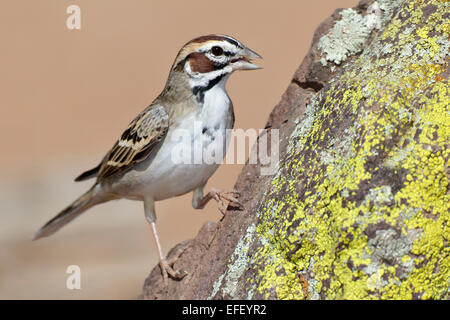 Lerche Spatz - Chondestes grammacus Stockfoto