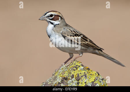 Lerche Spatz - Chondestes grammacus Stockfoto