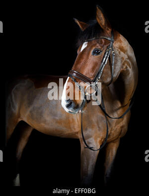 Deutsches Reitpferd in Studio-Porträt, schwarzer Hintergrund Stockfoto