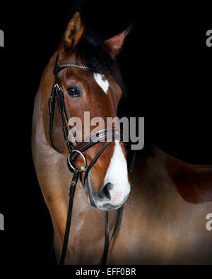 Deutsches Reitpferd in Studio-Porträt, schwarzer Hintergrund Stockfoto