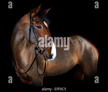 Deutsches Reitpferd in Studio-Porträt, schwarzer Hintergrund Stockfoto