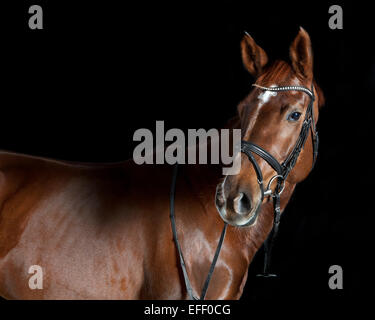 Deutsches Reitpferd in Studio-Porträt, schwarzer Hintergrund Stockfoto