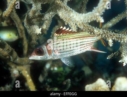 Ein Spotfin Squirrelfish fotografiert in den östlichen Bereichen, Papua-Neuguinea Stockfoto