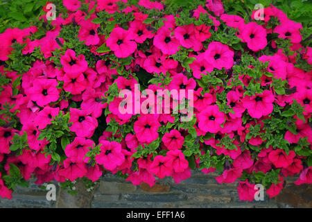 Petunien Display im freien Fenster Blumenkasten Irland Stockfoto