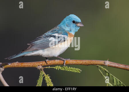 Lazuli Bunting - Passerina Amoena - Zucht männlich Stockfoto