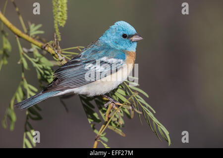 Lazuli Bunting - Passerina Amoena - Zucht männlich Stockfoto