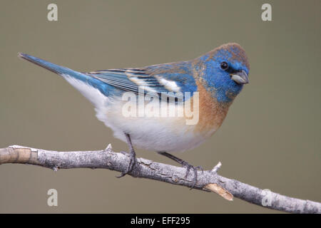 Lazuli Bunting - Passerina Amoena - Männchen im Übergang zur Zucht Stockfoto