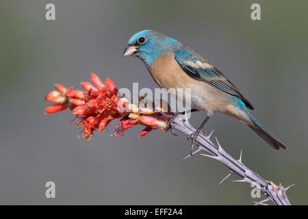 Lazuli Bunting - Passerina Amoena - männlich Stockfoto