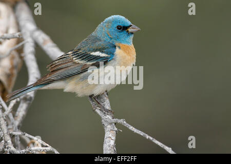 Lazuli Bunting - Passerina Amoena - männlich Stockfoto