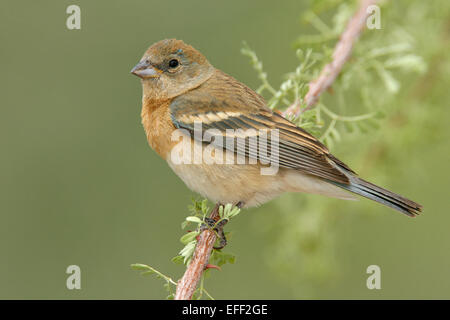 Lazuli Bunting - Passerina Amoena - weiblich Stockfoto