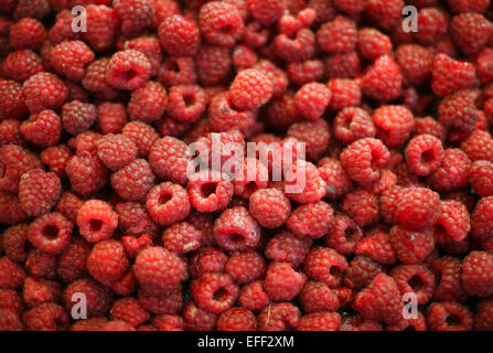 Himbeer Frucht Hintergrund.  Gruppe von süßen roten Himbeeren hautnah Stockfoto