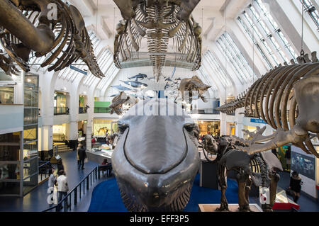 Säugetier Sammlung mit lebensgroßen Modell eines Blauwals in Das Naturhistorische Museum in London England Vereinigtes Königreich Großbritannien Stockfoto