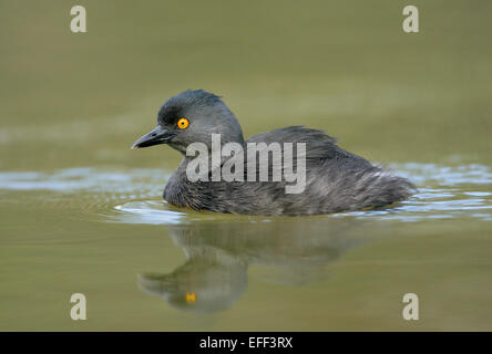 Wenigsten Grebe - Tachybaptus dominicus Stockfoto