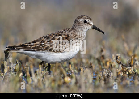 Wenigsten Strandläufer - Calidris Minutilla - Juvenile Stockfoto