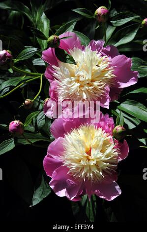 Zwei blühende Pfingstrosen und Knospen. Stockfoto