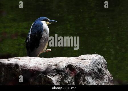 Schwarz-gekrönter Nachtreiher auf Felsen Teich.  Der Fuß angehoben. Stockfoto