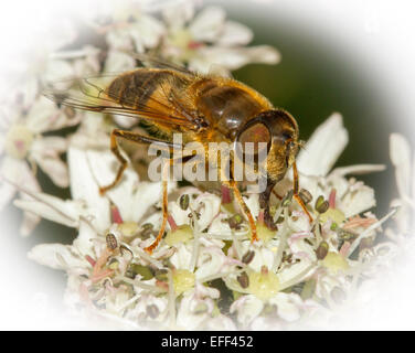 Spektakuläre Makro Bild der Biene, mit großen Augen und Rüssel deutlich sichtbar, Fütterung auf Cluster von weißen Wildblumen Stockfoto