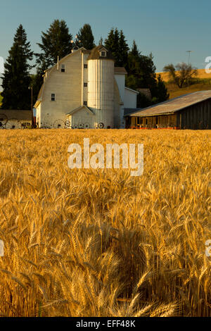 Dahmen-Scheune, Rad-Zaun, Uniontown, WA, Palouse Region mit goldener Weizen bei Sonnenaufgang. Stockfoto