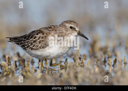 Wenigsten Strandläufer - Calidris Minutilla - Juvenile Stockfoto